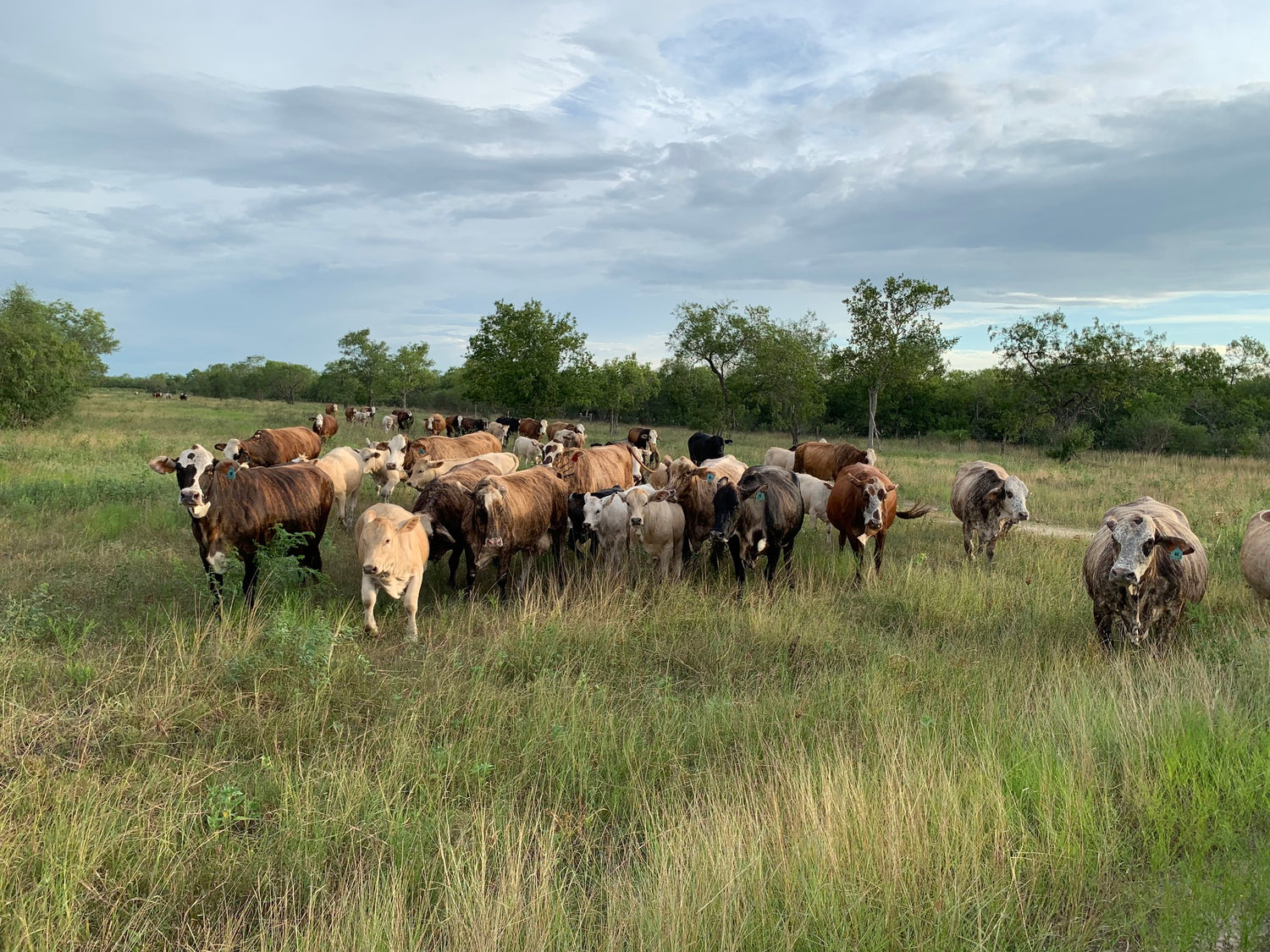 Herd of cattle in our Goliad, TX ranch.